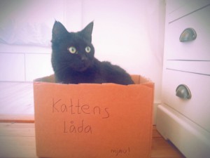 katten-låda